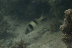Parupeneus crassilabris