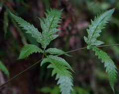 Tectaria subtriphylla