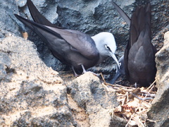 Anous stolidus galapagensis