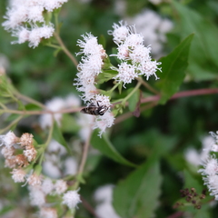 Copestylum tamaulipanum