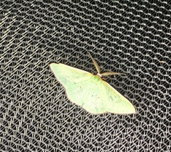 Chlorocoma rhodothrix