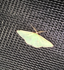 Chlorocoma rhodothrix