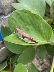 Diabolocatantops pinguis