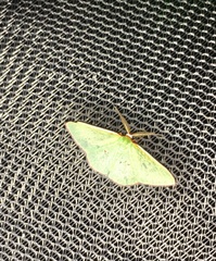 Chlorocoma rhodothrix