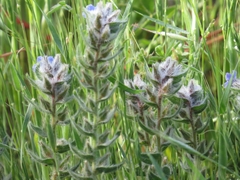 Alkanna strigosa