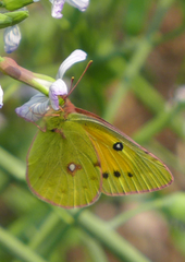 Colias fieldii