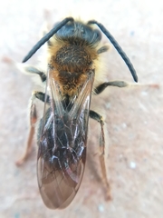 Andrena haemorrhoa