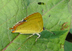 Heliophorus