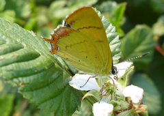 Heliophorus