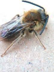 Andrena haemorrhoa