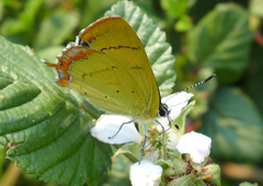 Heliophorus