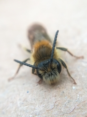 Andrena haemorrhoa
