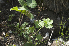 Valeriana fedtschenkoi