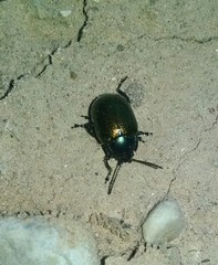 Chrysolina auripennis