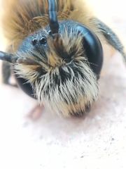 Andrena haemorrhoa