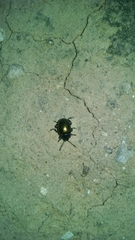 Chrysolina auripennis