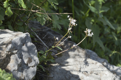 Valeriana fedtschenkoi
