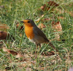 Erithacus rubecula