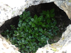 Parietaria officinalis