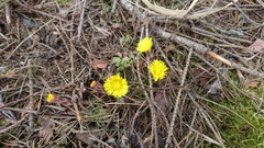 Tussilago farfara