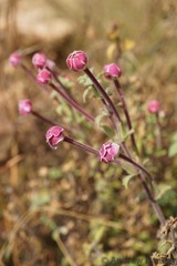Zaluzianskya katharinae