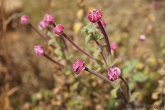 Zaluzianskya katharinae
