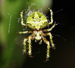 Novaranea courti