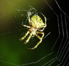 Novaranea courti