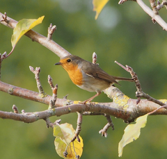Erithacus rubecula