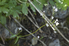 Valeriana fedtschenkoi