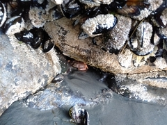 Metacarcinus novaezelandiae