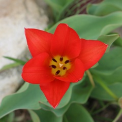 Tulipa fosteriana