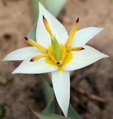 Tulipa bifloriformis