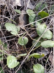 Pyrola rotundifolia
