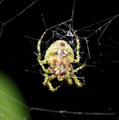 Novaranea courti