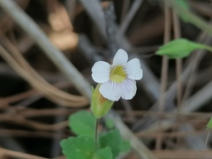 Stemodia macrantha