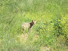 Canis aureus syriacus
