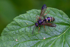 Argogorytes mystaceus