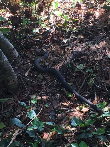 Highlands Copperhead sighting