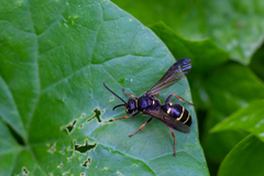 Argogorytes mystaceus