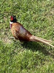 Phasianus colchicus