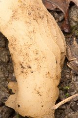 Morchella semilibera