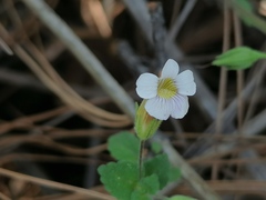 Stemodia macrantha