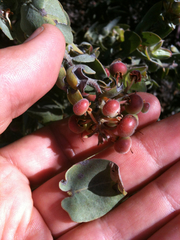 Arctostaphylos auriculata
