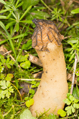 Morchella semilibera