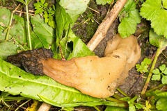 Morchella semilibera
