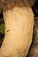 Morchella semilibera