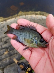 Lepomis punctatus