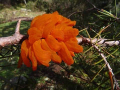 Gymnosporangium confusum