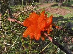 Gymnosporangium confusum